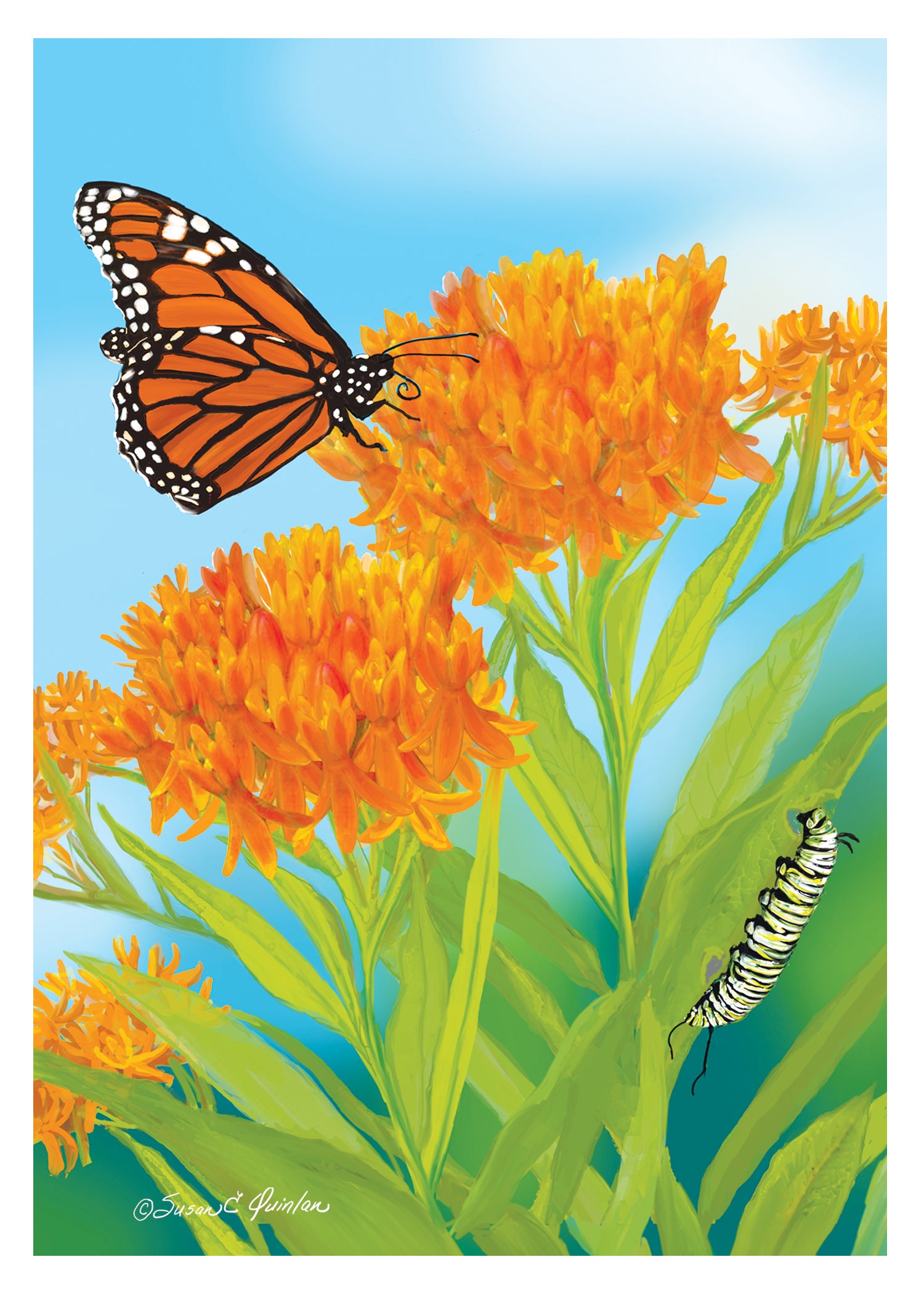 Monarch and Milkweed