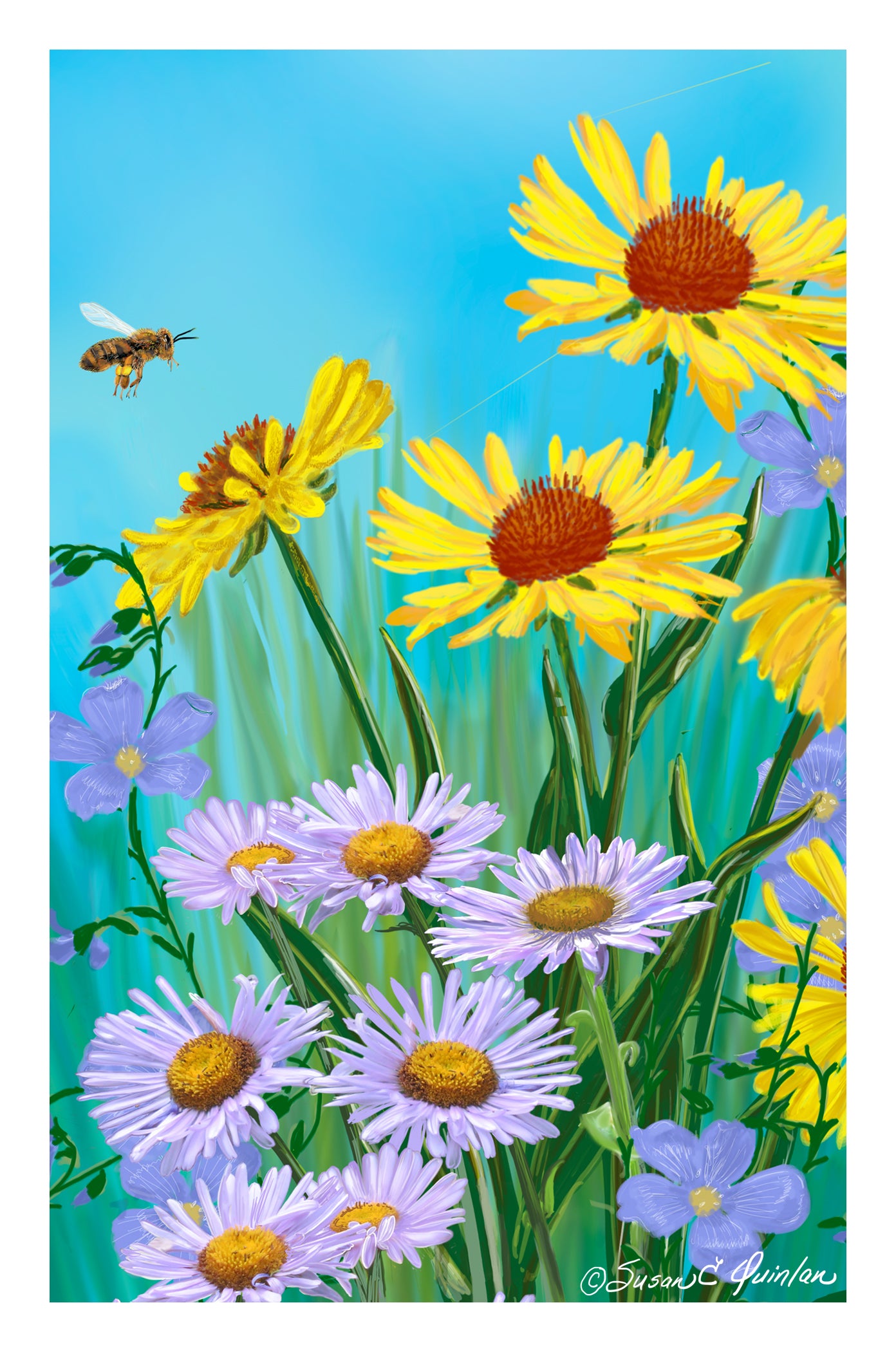 Colorado Native Wildflowers