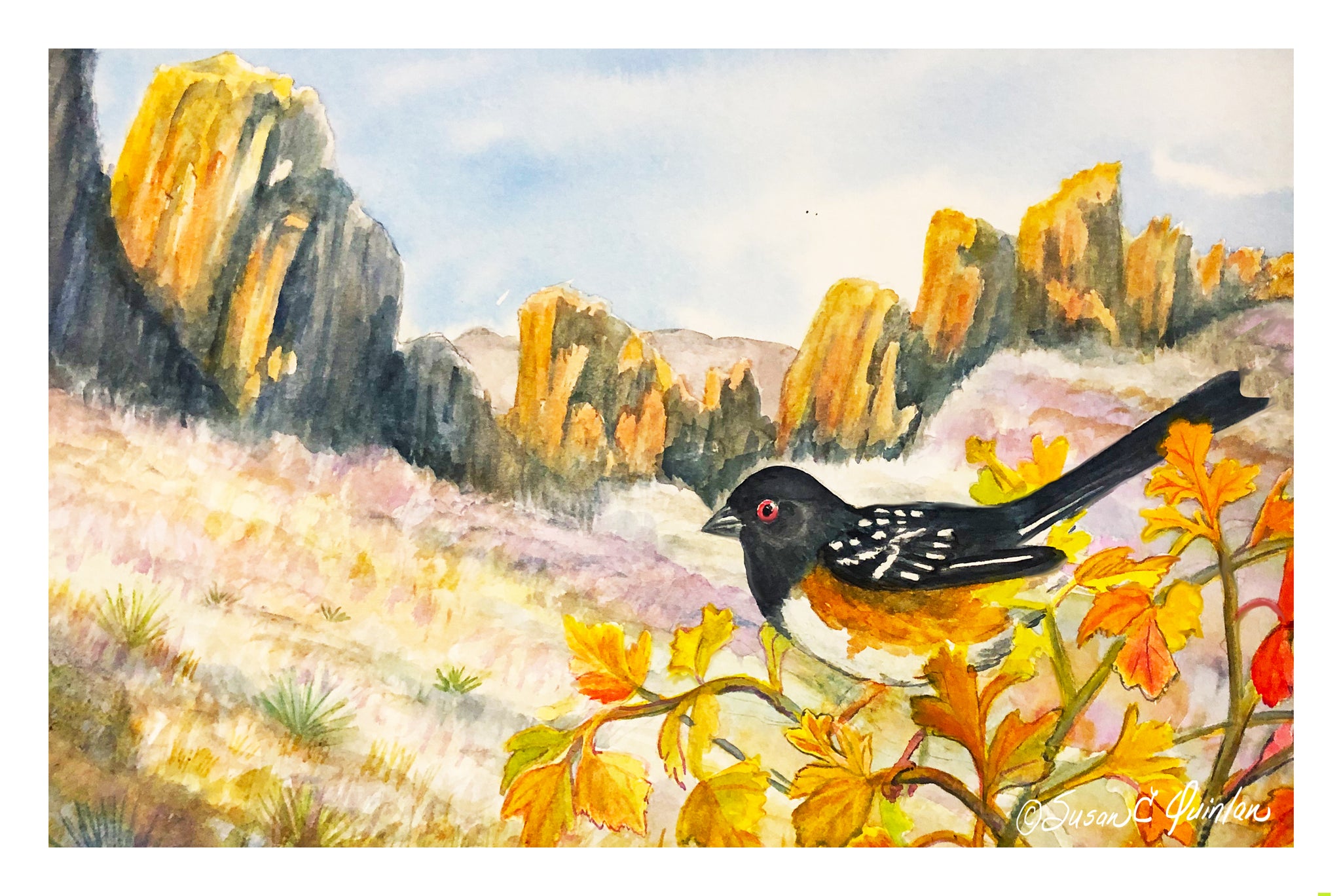 Towhee at Devil's Backbone