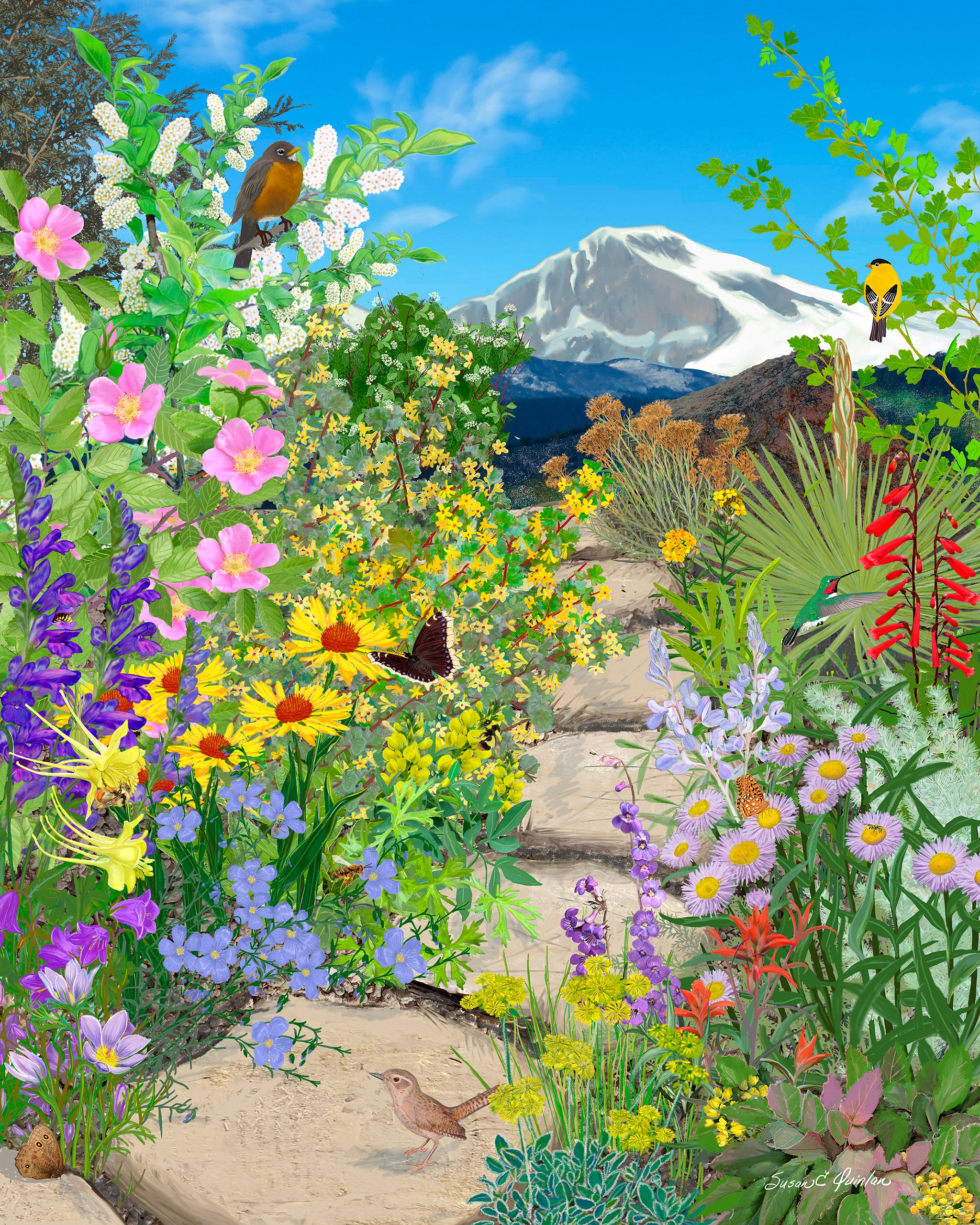Through the Seasons: A Rocky Mountain Front Range Native Wildflower Garden in SPRING 10 x 8 in Giclée Print on paper