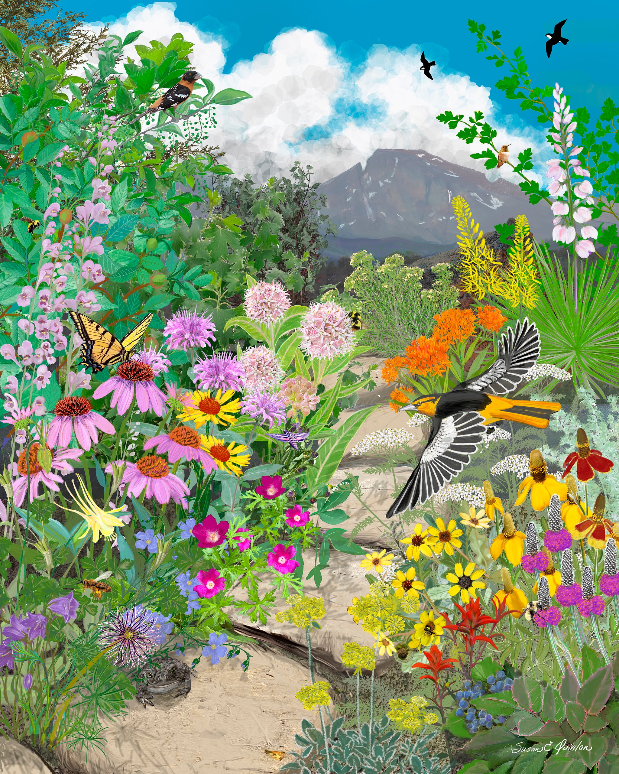 Through the Seasons: A Rocky Mountain Front Range Native Wildflower Garden in SUMMER 10 x 8 in Giclée Print on paper