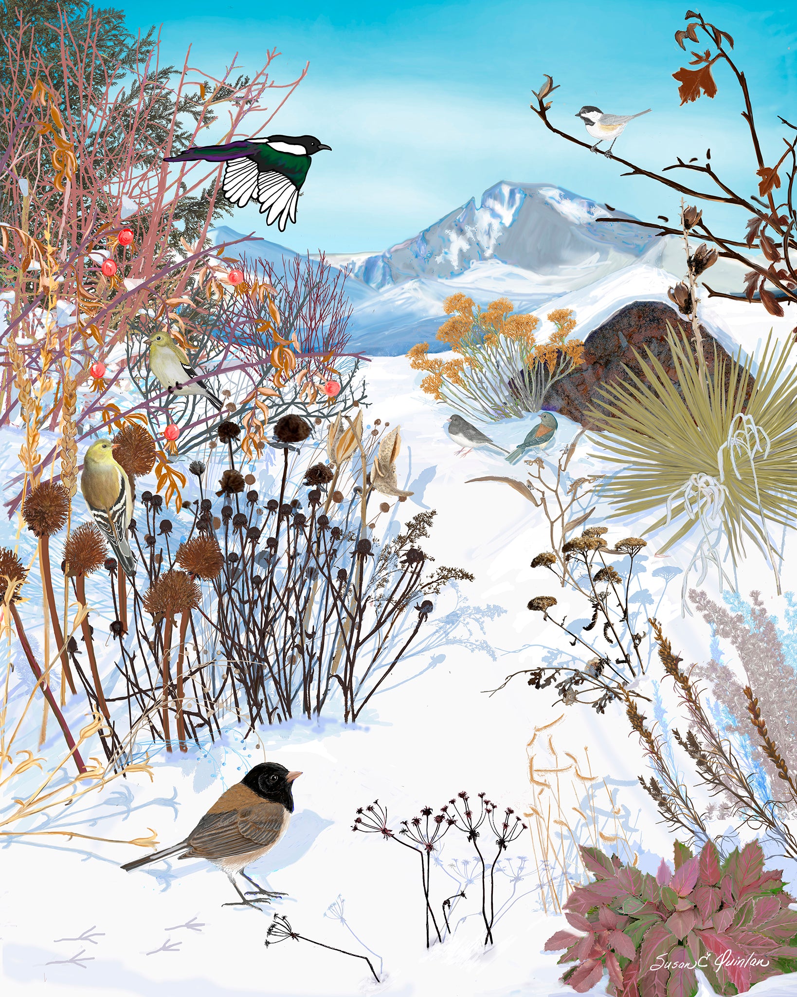 Through the Seasons: A Rocky Mountain Front Range Native Wildflower Garden in WINTER 10 x 8 in Giclée Print on paper