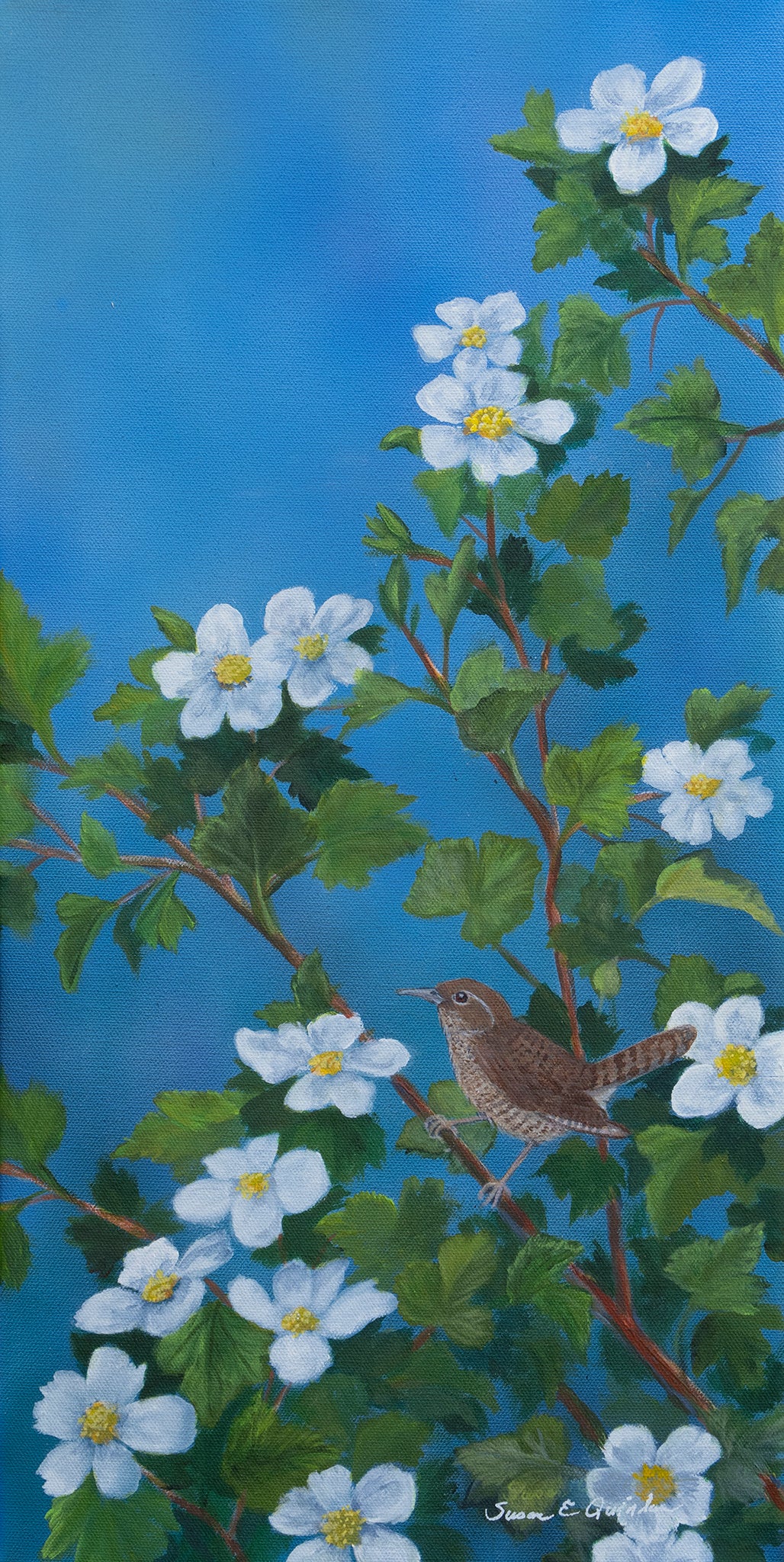 House Wren in Boulder Raspberry