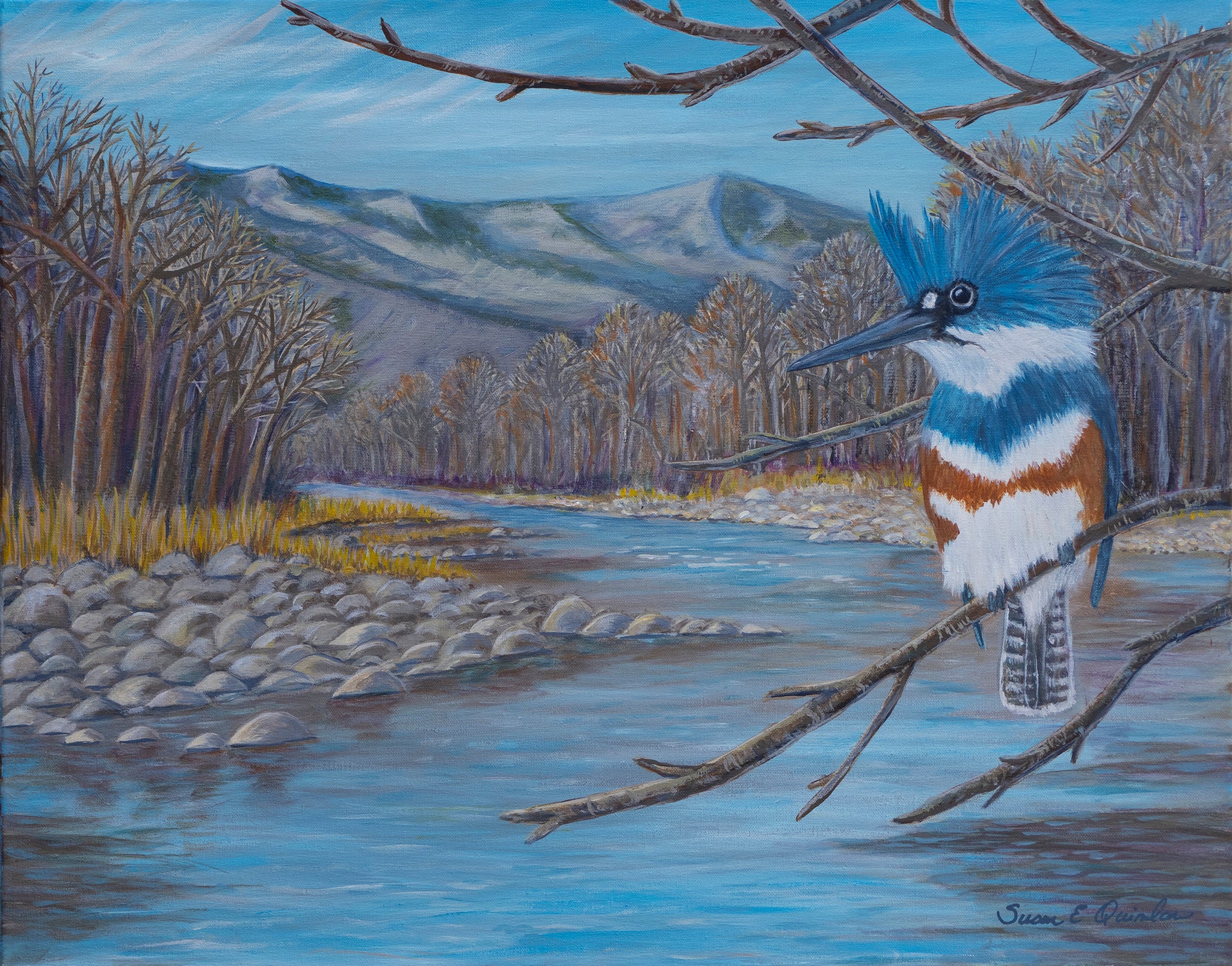 Kingfisher Along the Poudre