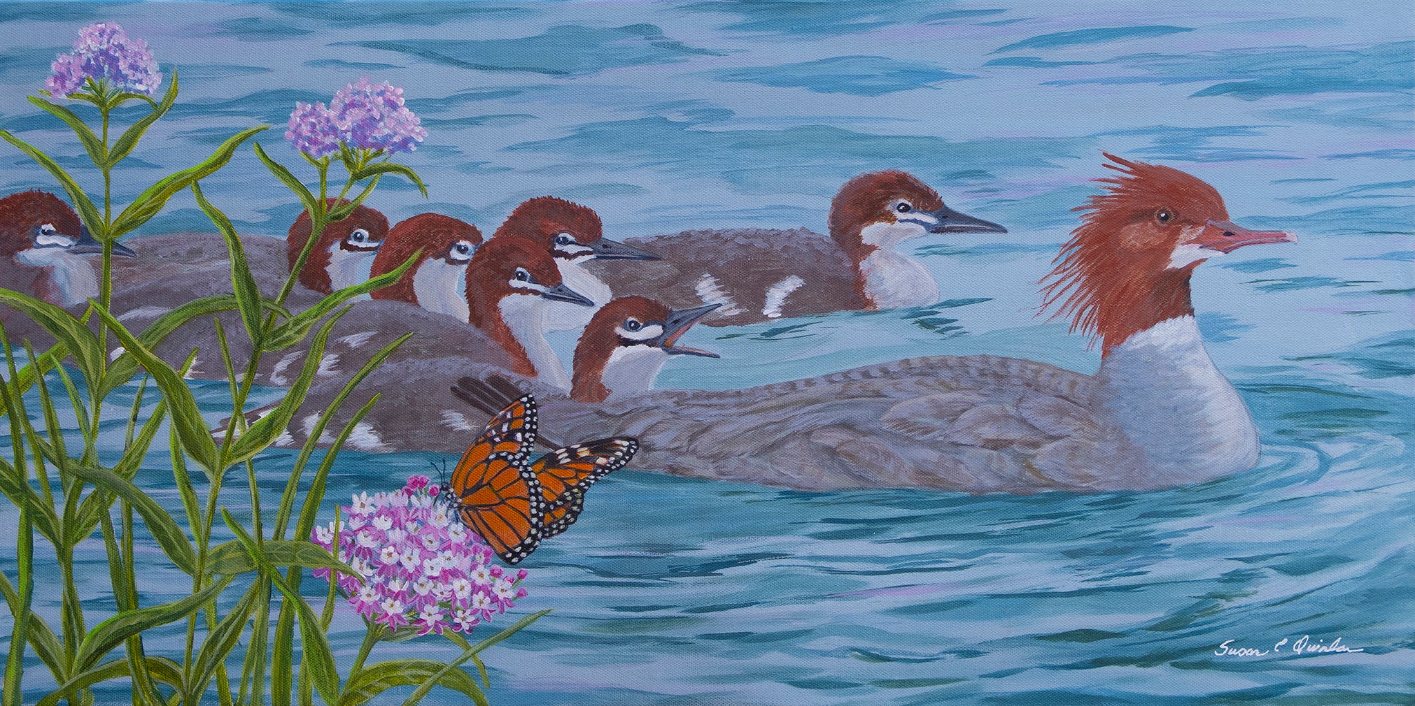 Merganser Family Along the Poudre