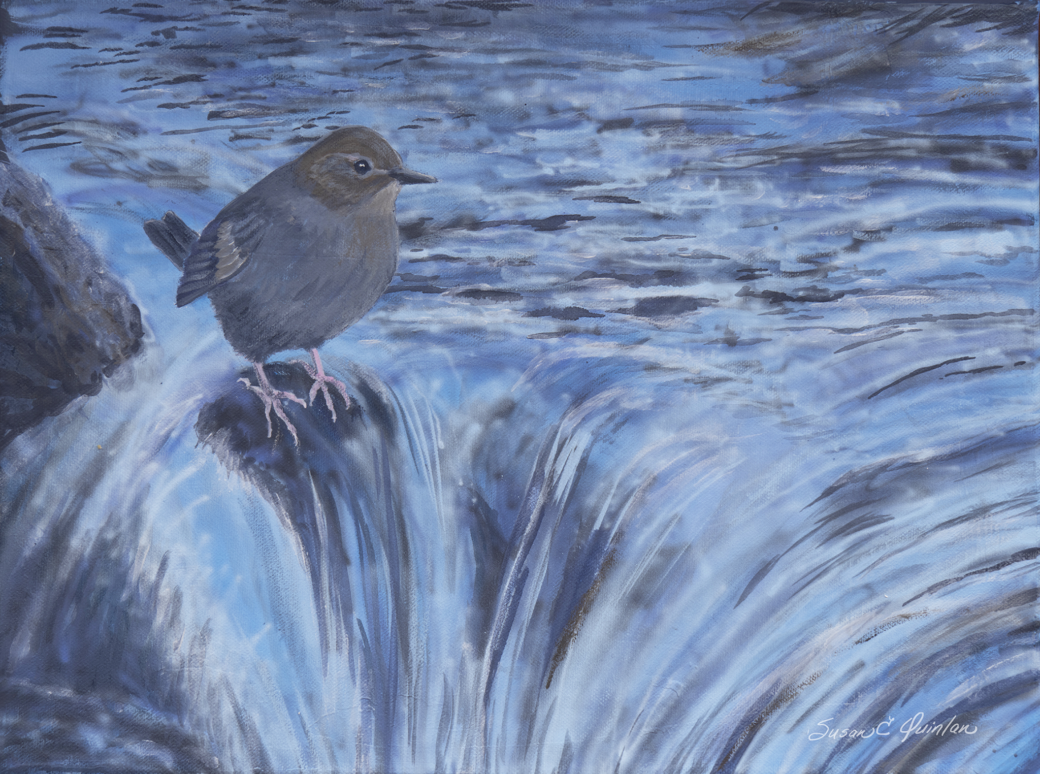 DIPPER ALONG THE POUDRE - At Gateway Natural Area