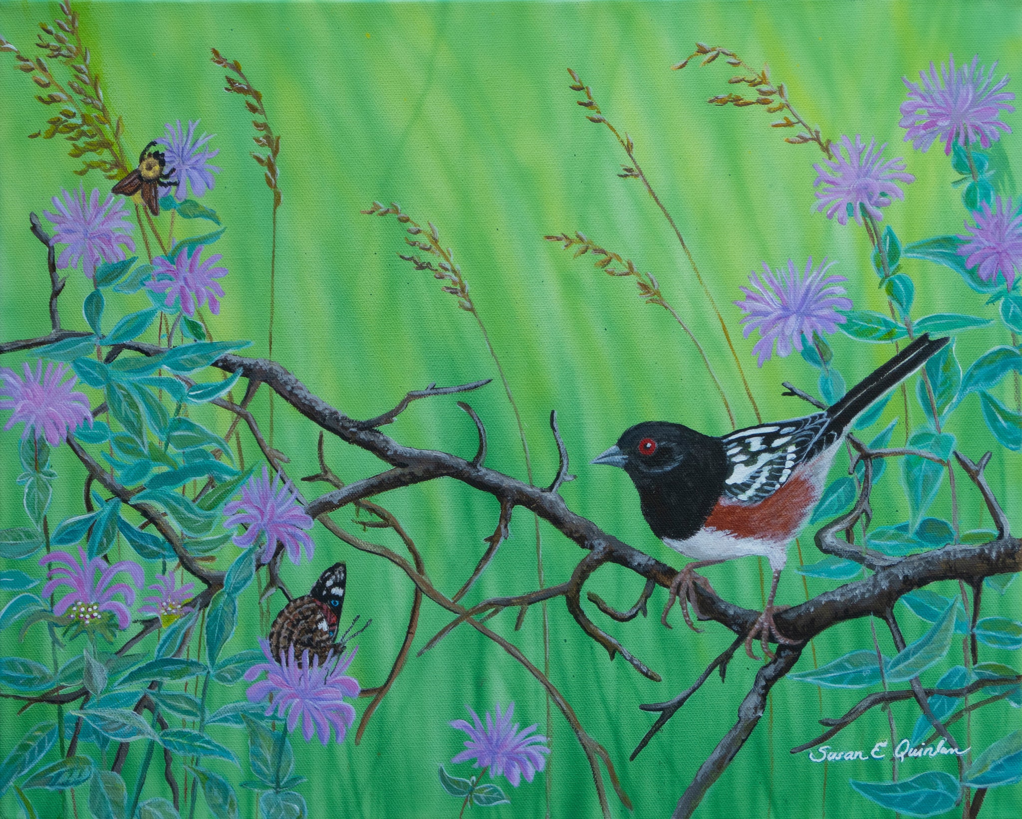 Spotted Towhee Encounter