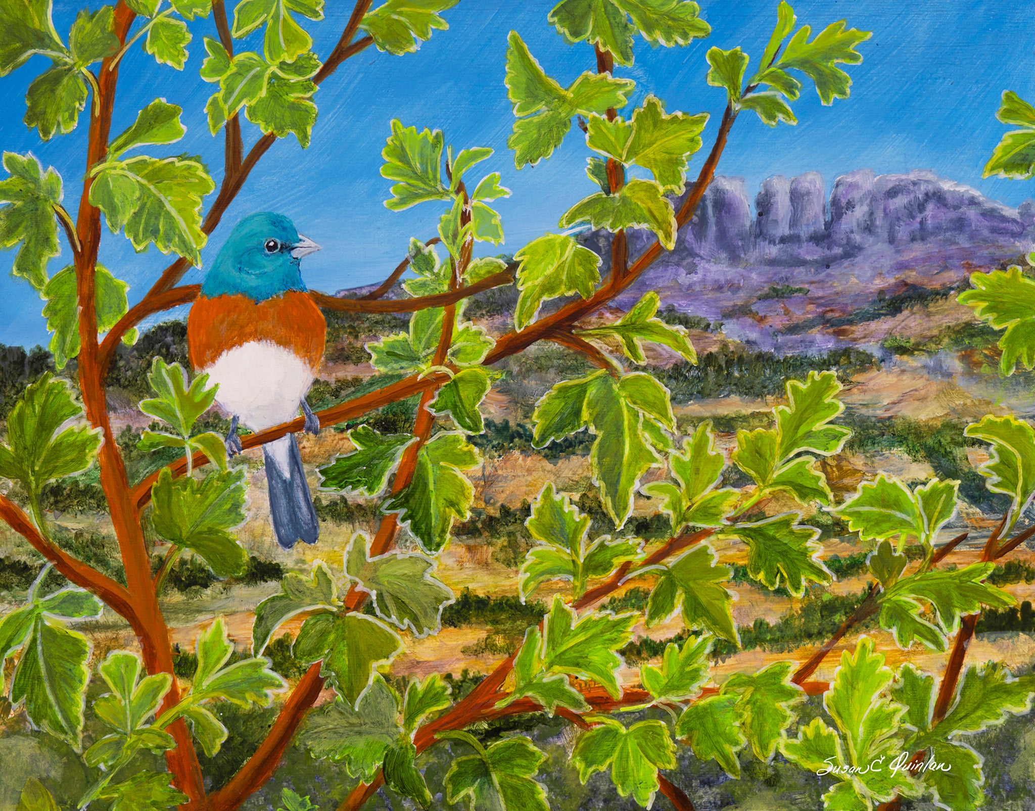 Treasure at Horsetooth (Lazuli Bunting)