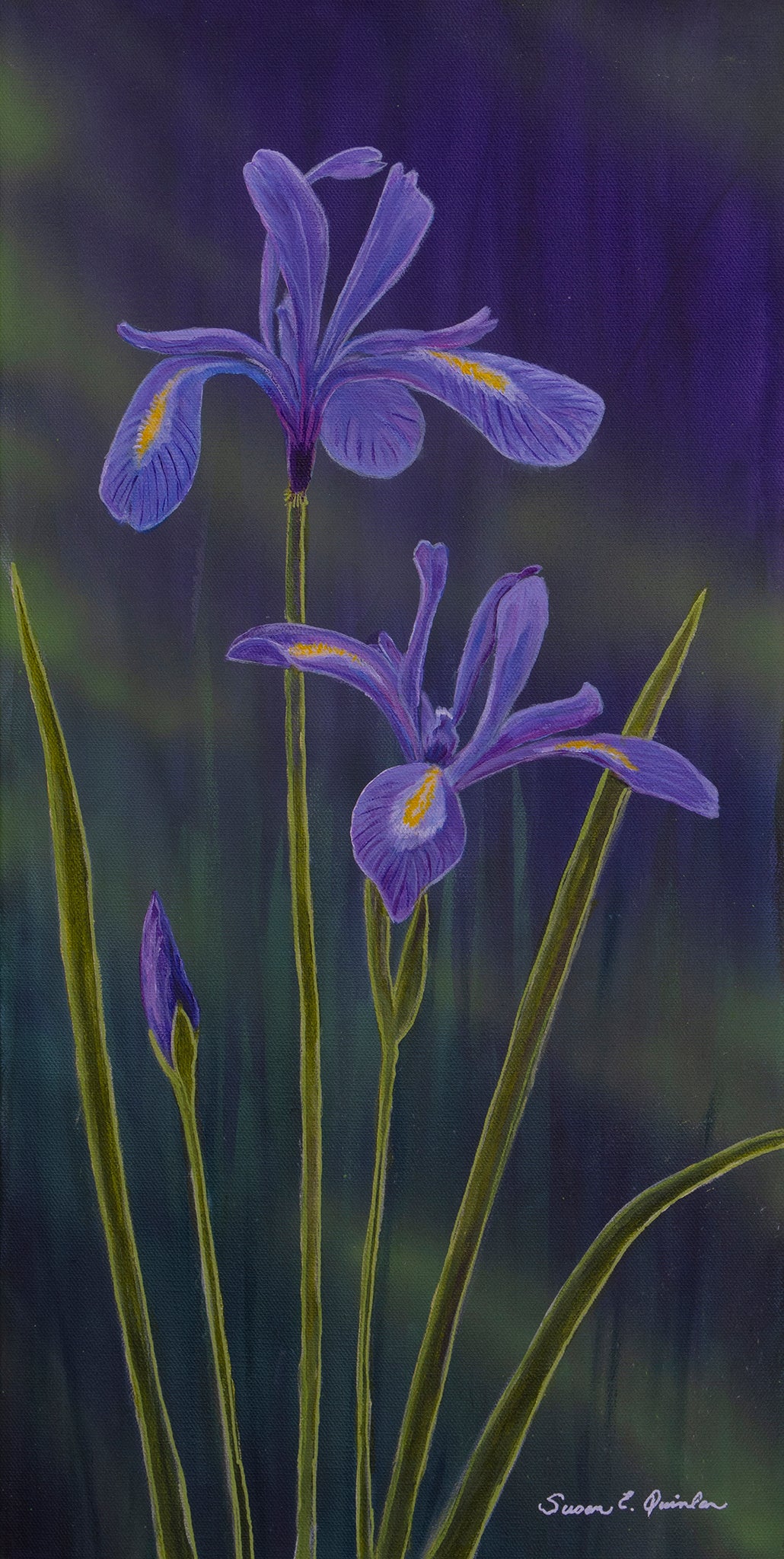 Wild Rocky Mountain Iris