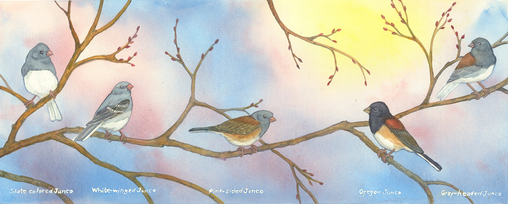 Winter Juncos in Sunshine