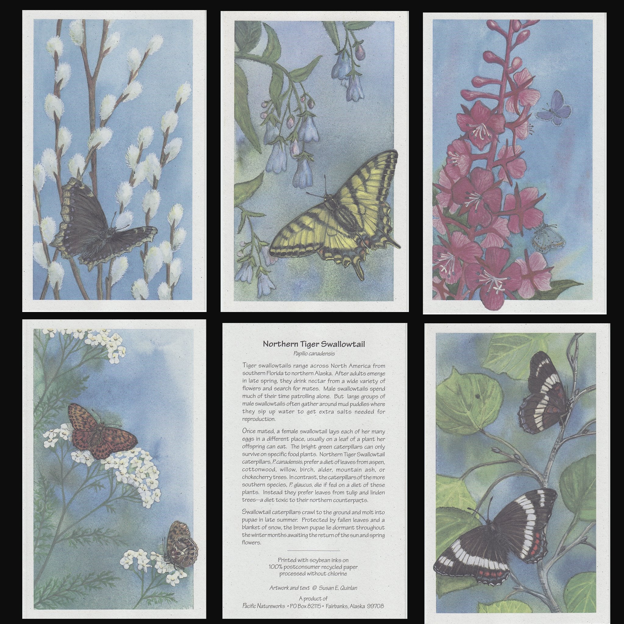 NORTHERN BUTTERFLY CARDS