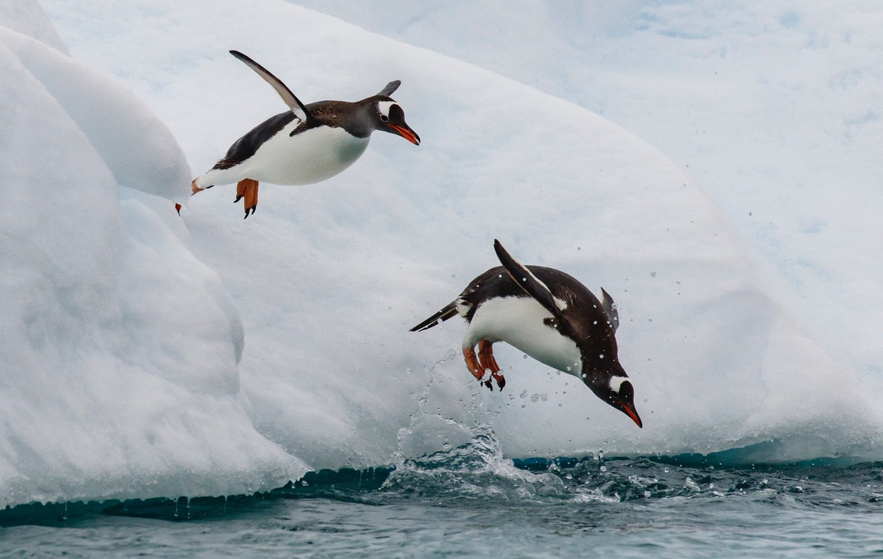 Cinstrap Penguins leap off an iceberg in Antarctica, Photo, Gallery Mount, 14 x 23
