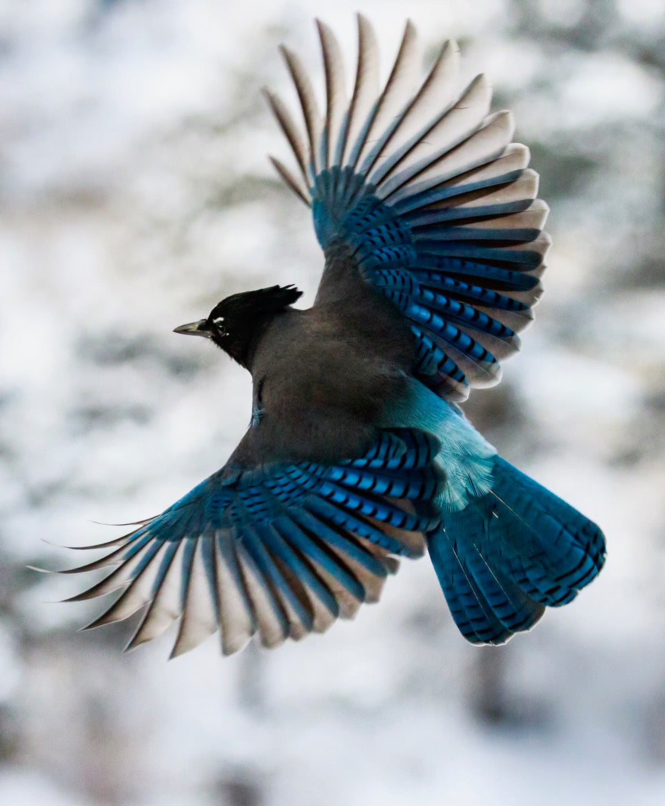 Steller's Jay in flight