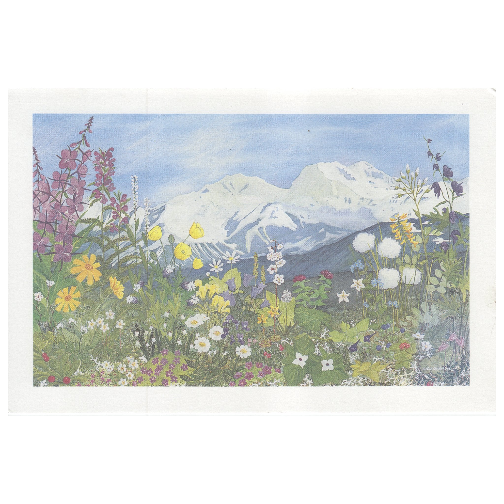 Tundra Wildflowers Print