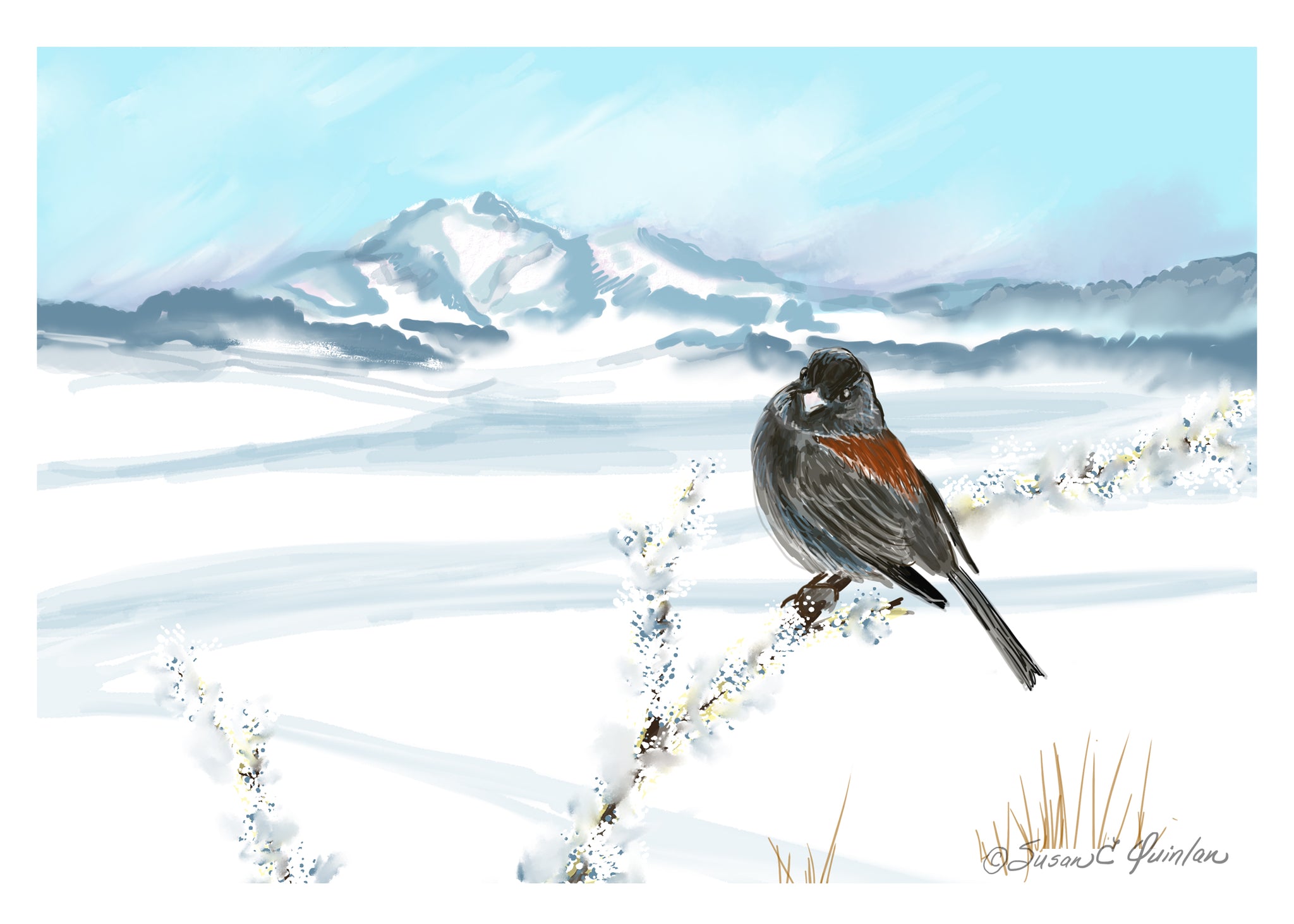Winter with Junco